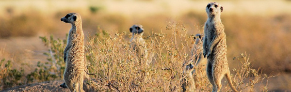 Generna styr beteendet