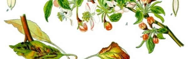 Undersökning av pektinas