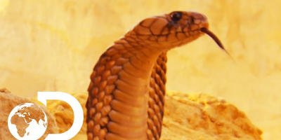 Egyptens giftigaste ormar