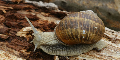 Prov 2023-03-10 i Evolutionsteori, Etologi och beteendeekologi samt Miljökunskap