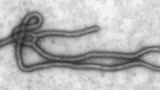 Nytt ebola-vaccin 100% effektivt i apor
