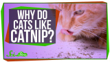Varför gillar katter kattmynta?