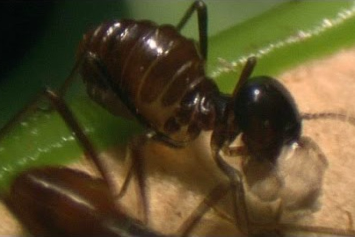Den här växten slukar 6000 insekter per timme