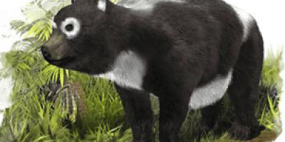 Pandans tidigaste släkting funnen