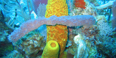 Cirkulation. Transportsystem hos olika djur