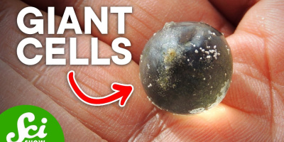 De sex största encelliga organismerna