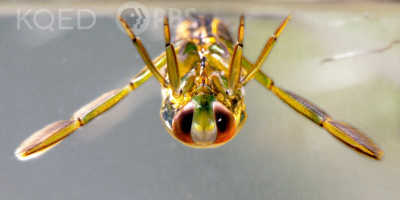 Hur ryggsimmare drar ner sitt byte i djupet