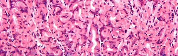 Vävnader, organ och organsystem