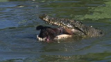 Pytonorm vs. krokodil: Vem vinner?