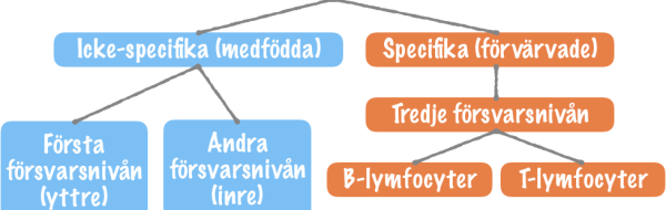 Kunskapsmål och nyckelbegrepp: Immunsystemet