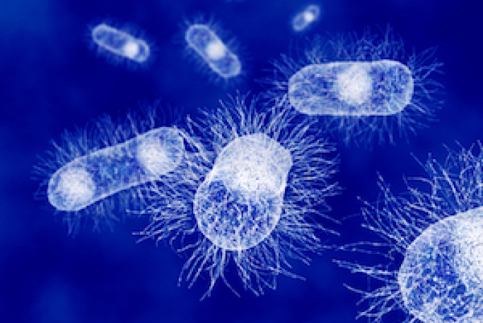 E. coli kan producera biodiesel