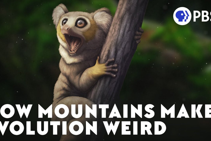 Bergs märkliga effekt på evolution