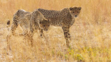 Gepard vs. mullvadsråtta