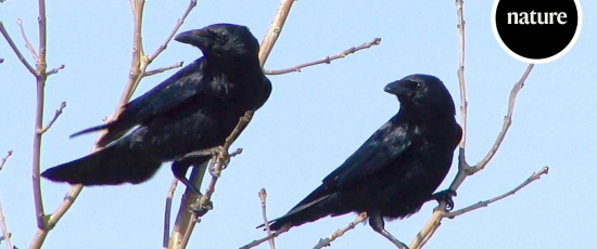 Hur AI avslöjar fåglarnas språk