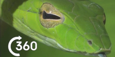 Costa Ricas djungel i 360°