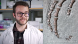 Mjukvävnad från 183 miljoner år gammal Plesiosaurus analyserad