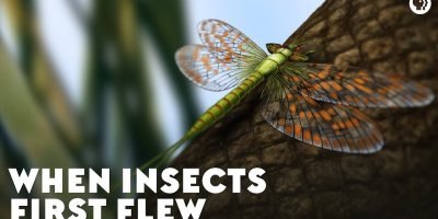 När insekter först flög