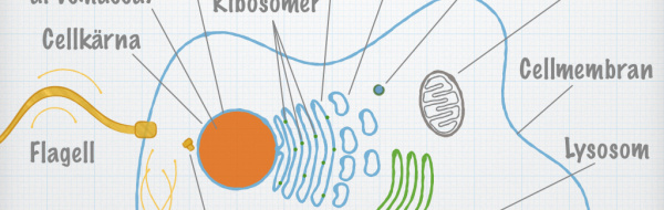 Kunskapsmål och nyckelbegrepp: Cellbiologi (Biologi 2)