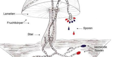 Svamparnas förökning