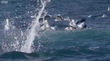 Havssulan: Den levande torpeden