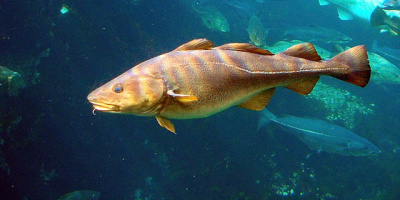 Prov 2008-11-14 i Evolution och Systematik