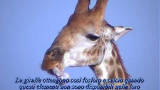 Varför äter giraffer ben?