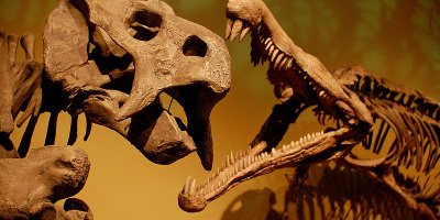 Instuderingsfrågor till Biologi nivå 1: Evolutionsteori och människans evolution