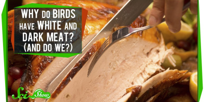 Varför har kycklingar både mörkt och ljust kött?