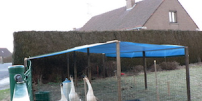 Forskare hittar antikropp mot fågelviruset