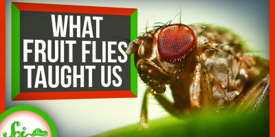 Är det verkligen lönt att forska på bananflugor?