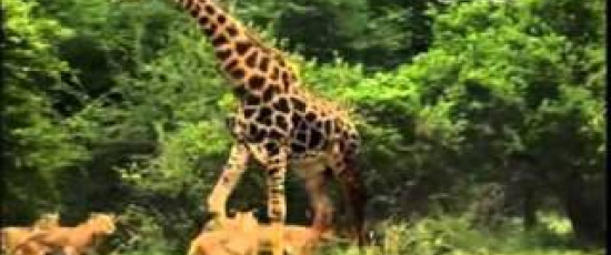 Lejon på giraff-jakt