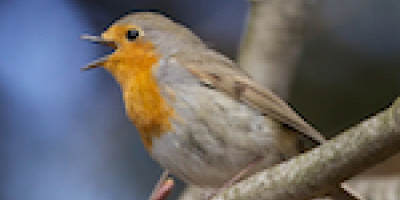 Rödhaken sjunger på natten