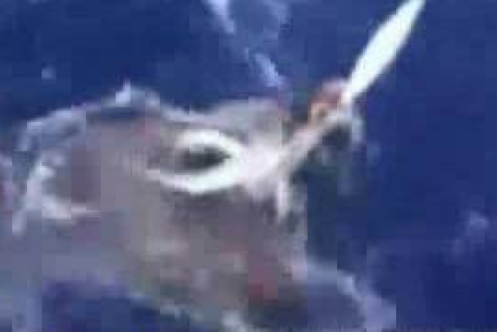 Jättebläckfisk fångad på film för första gången!