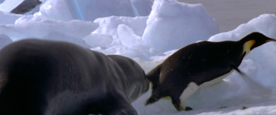 Sjöleopard dödar kejsarpingvin