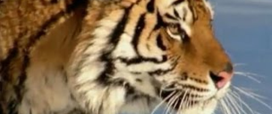 Den sibiriska tigern