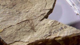 Dags för dinosaurierna att bekänna färg