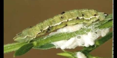 En larv som försvarar sin parasits kokonger