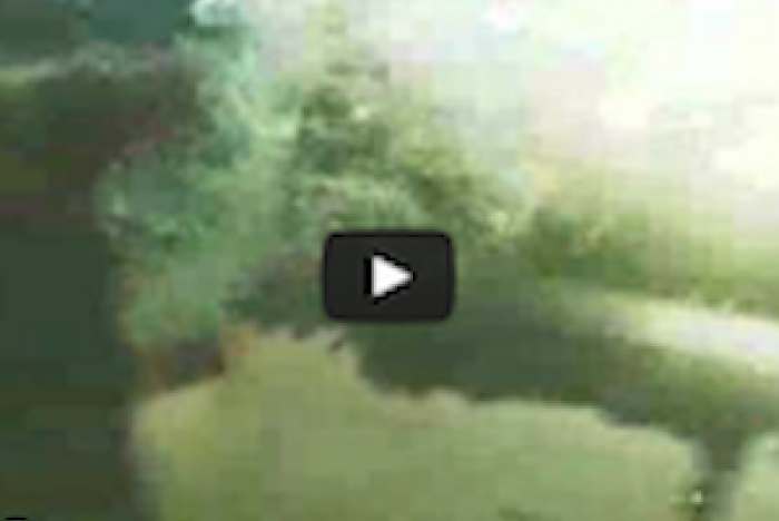 Hajar som festar på en valkropp