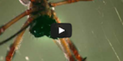 Den tjuvaktiga spindeln