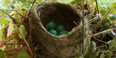 Fyra ägg, fyra veckor