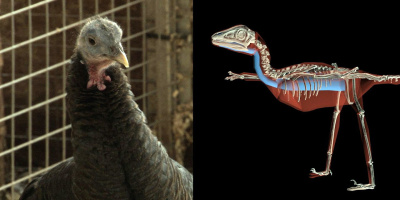 Crouching turkey, hidden dragon