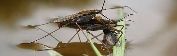 Vätebindningar. Det ovanliga vattnet