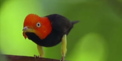 Kampen för att få en partner