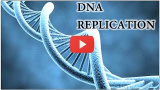 Hur DNA replikeras (kopieras)