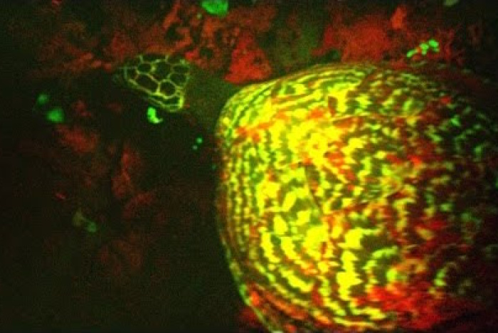 Har du sett en fluorescerande sköldpadda förut?
