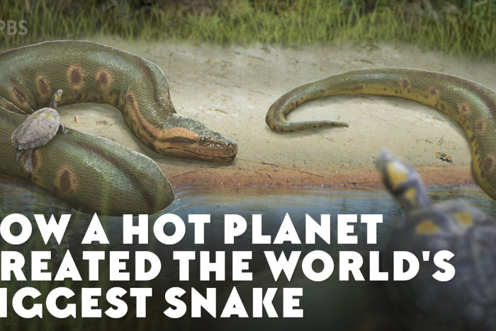 Hur en het planet skapade världens största orm