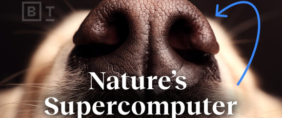 Naturens superdator lever i din hund