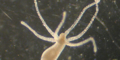 Nervsystem hos människan och olika djurgrupper