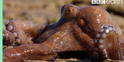 Makalös bläckfisk går upp på land