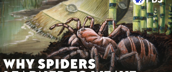 Kapprustningen som fick insekter att ta till flykten